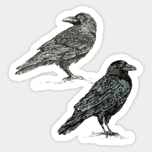 Crows. Sticker